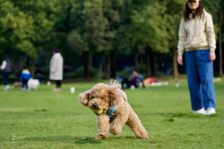 泰迪犬取名讲究多请不要触碰这些禁忌！看看你踩雷没