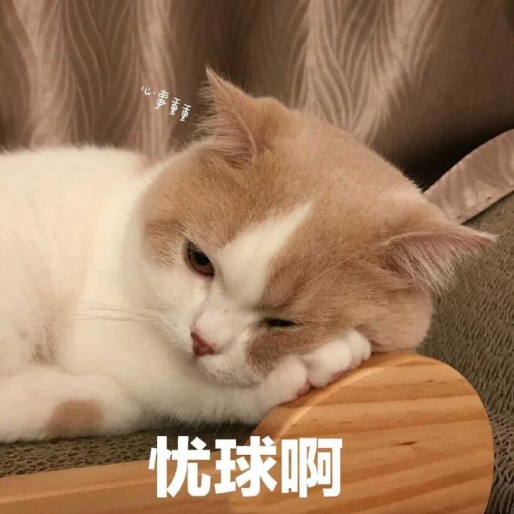 养猫，选择“公猫”还是“母猫”？过来告诉你答案