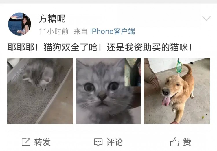 猫狗可以一起养吗看看网友家的你就明白了！