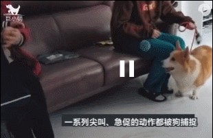 柯基爱咬小孩子被关在厨房训犬师：是婆婆引发的攻击