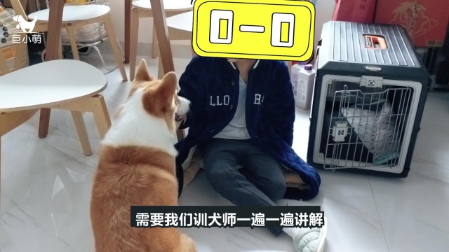 柯基爱咬小孩子被关在厨房训犬师：是婆婆引发的攻击